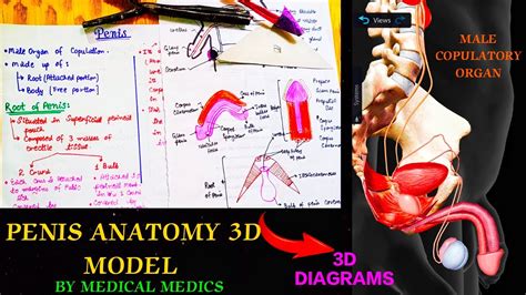 pictures of dick|The Penis: Anatomy and 3D Illustrations